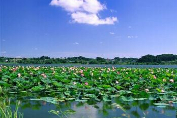 荊州洪湖藍田生態(tài)園拓展基地