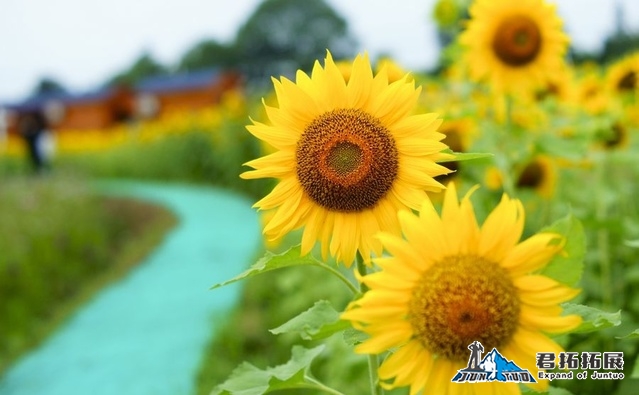 宜昌枝江同心花海拓展基地